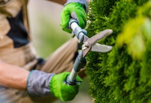 Closeup of a landscaper trimming a hedge.