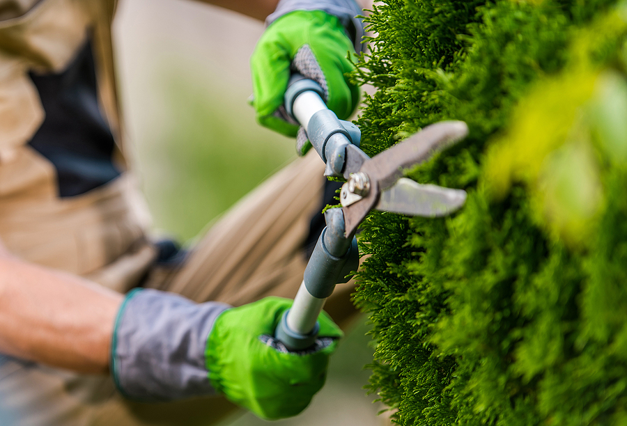Closeup of a landscaper trimming a hedge.