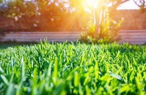 Sunset on a landscaped lawn showing end of summer landscaping.