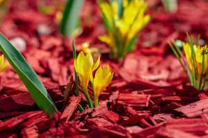 Bright yellow flowers on a red mulch flowerbed close-up.