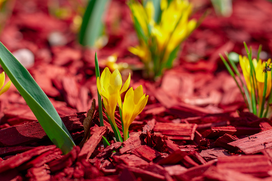 Bright yellow flowers on a red mulch flowerbed close-up.