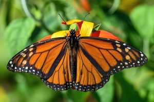 Monarch butterfly enjoying milkweed flowers in a wildlife habitat.