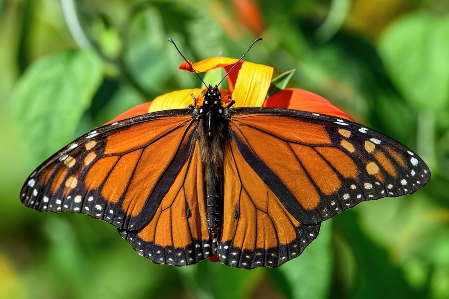 Monarch butterfly enjoying milkweed flowers in a wildlife habitat.