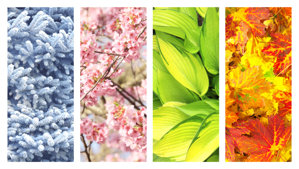 Four seasons represented by plants.