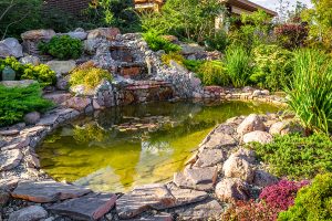 Closeup of a pond and wildlife-friendly garden.