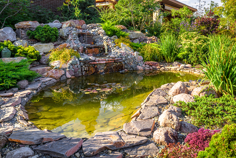 Closeup of a pond and wildlife-friendly garden.